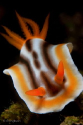 Chromodoris Magnifica by Chonghyen Lim 